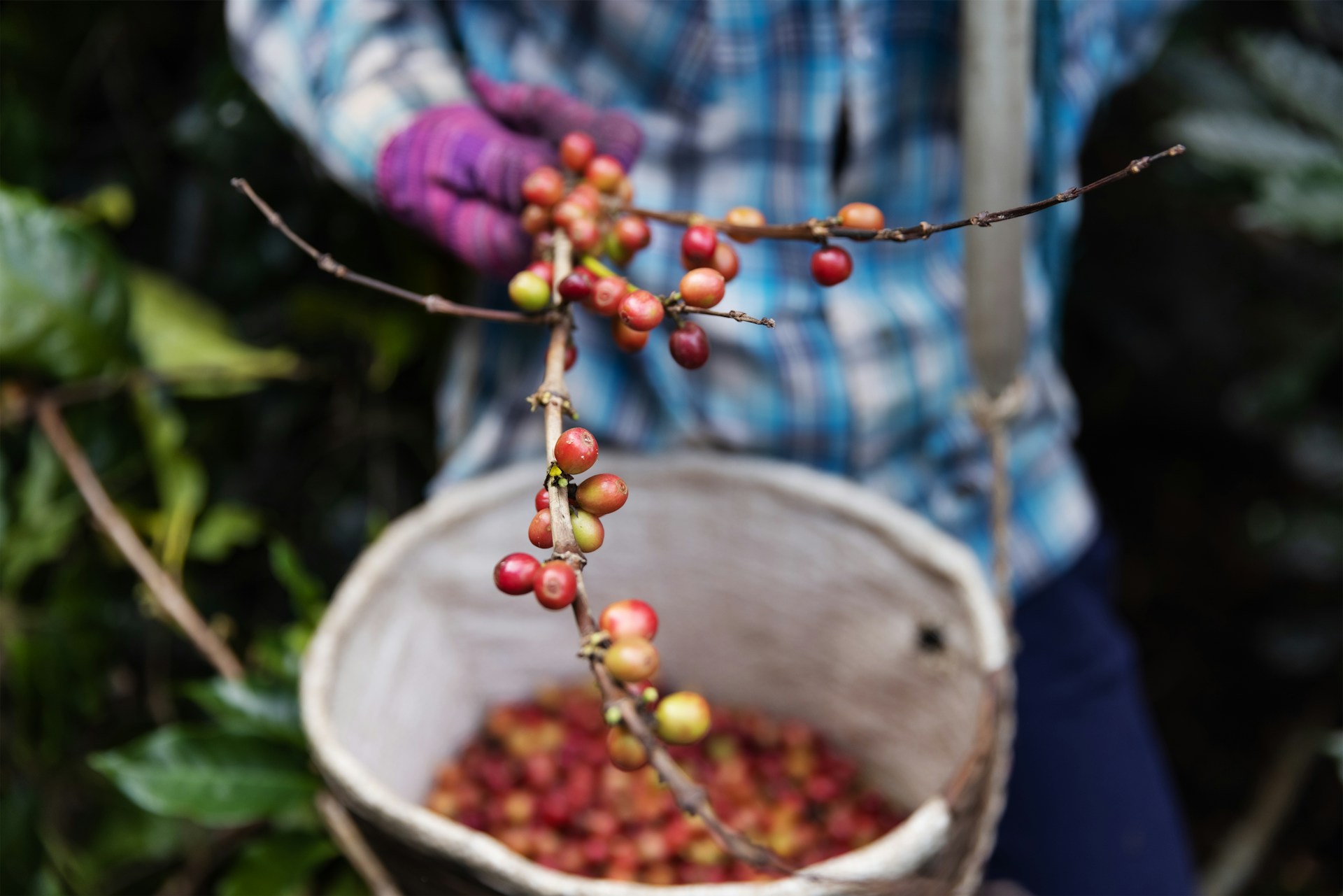 Coffee Farm