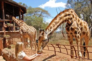 Giraffe Centre, Karen Blixen, and Bomas of Kenya Tour