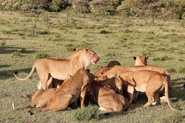 Early Morning Nairobi National Park Group Joining Game Drive